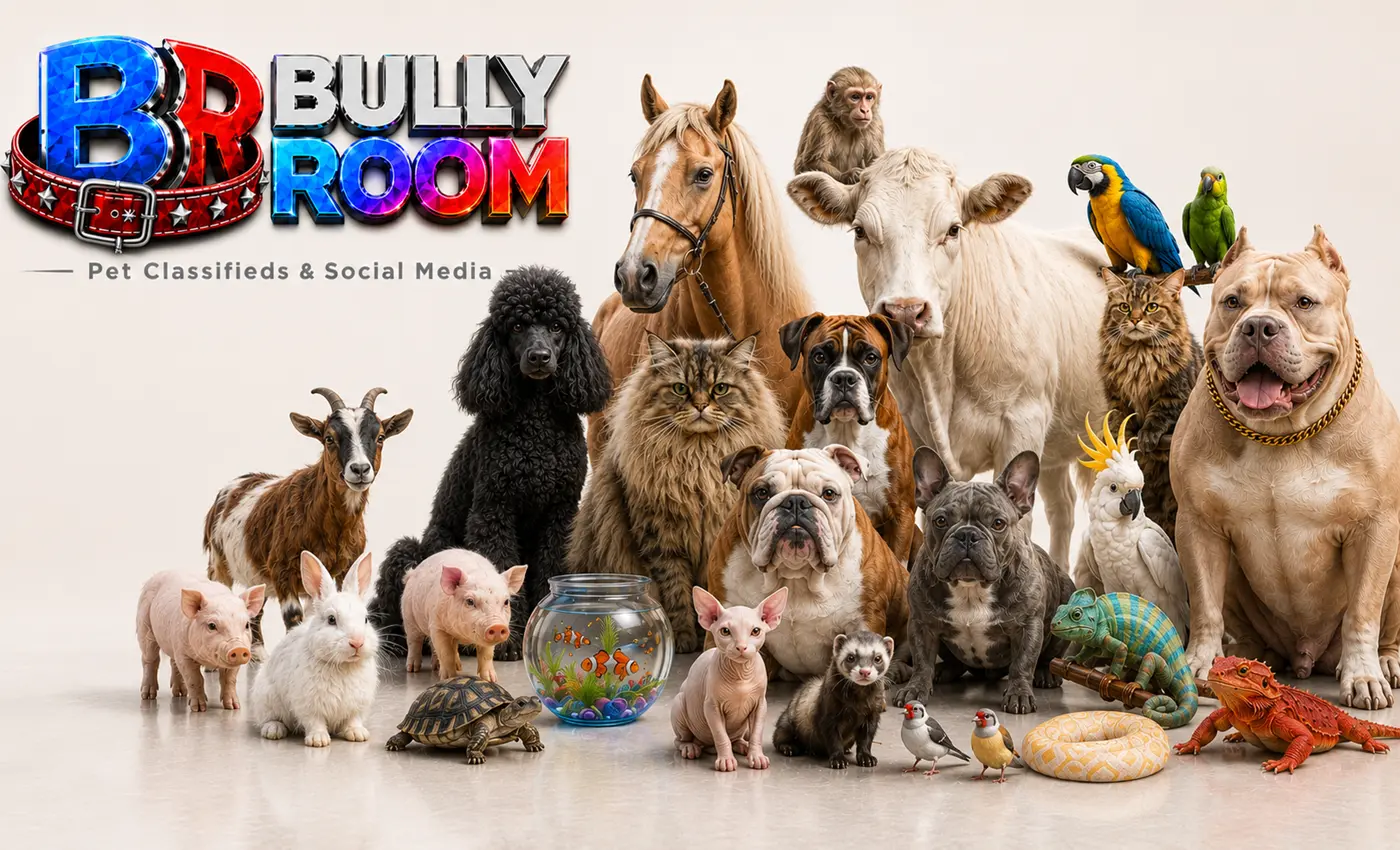Bully Room app preview in light theme with pets, listings, videos, and community features