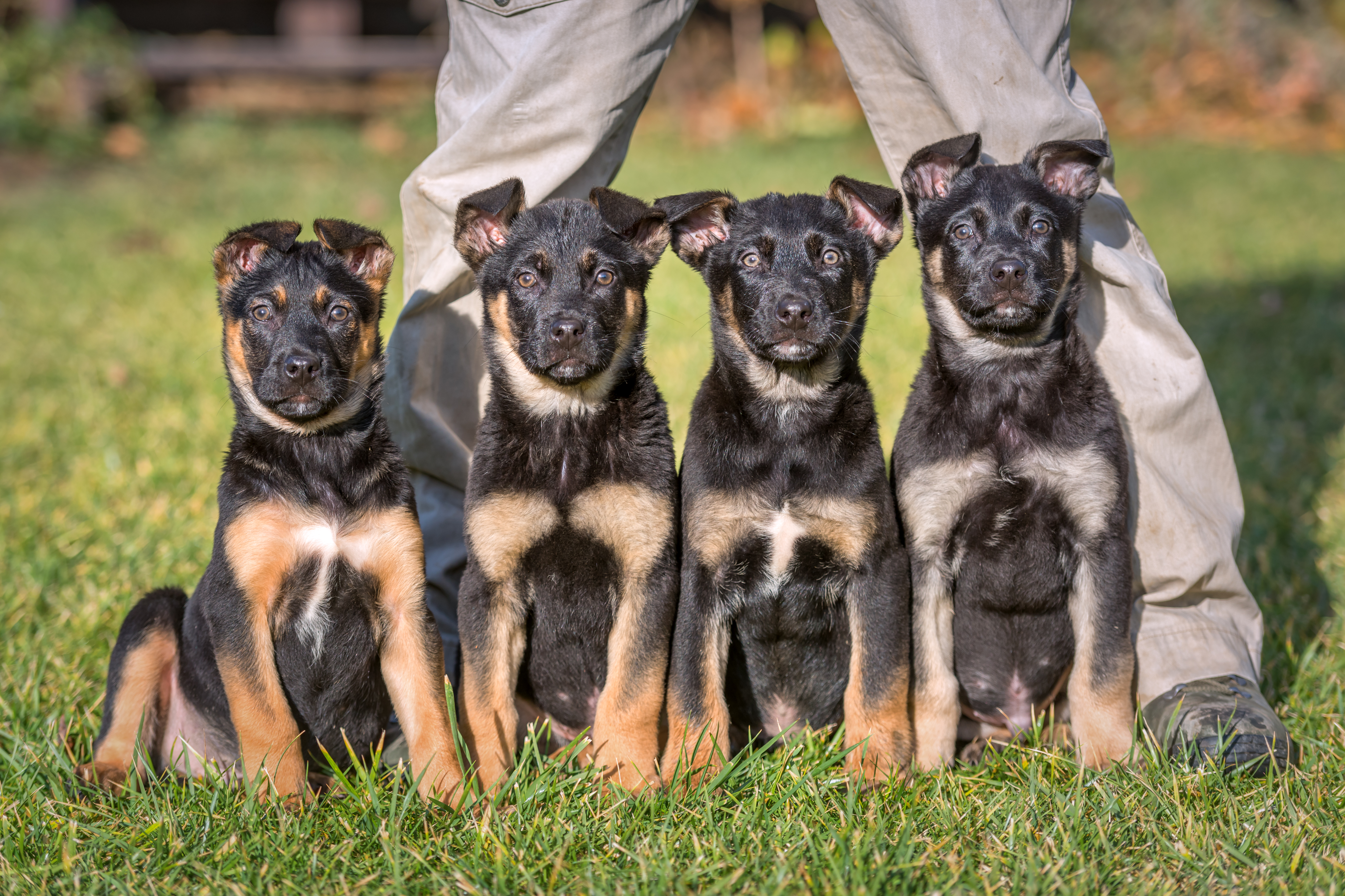 Dog Breeder